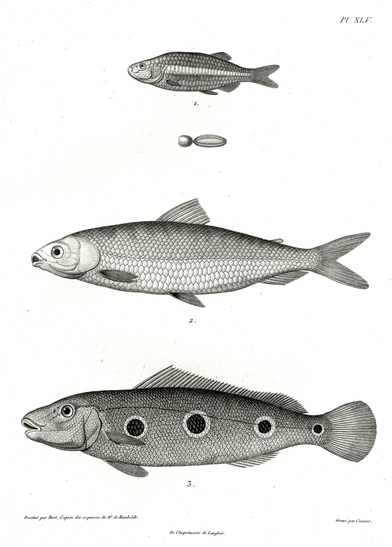 Actinopterygii