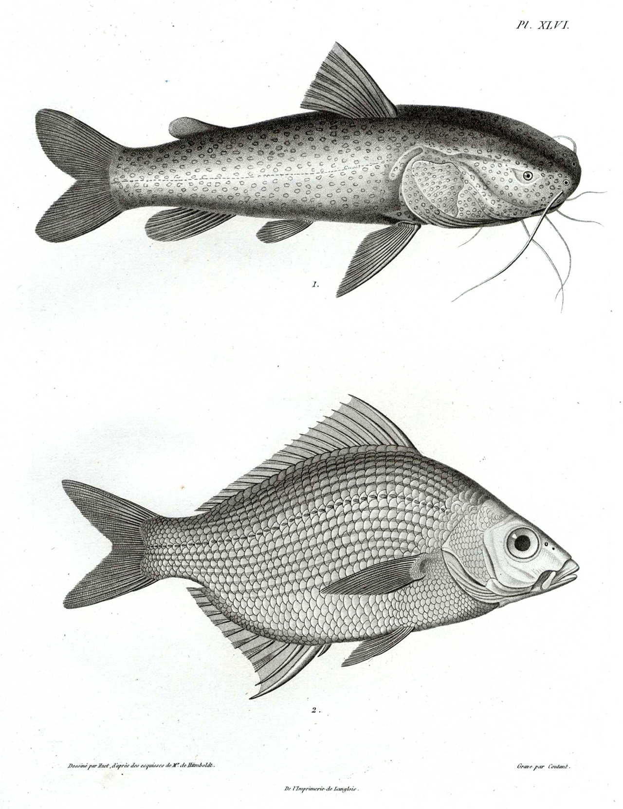 Actinopterygii
