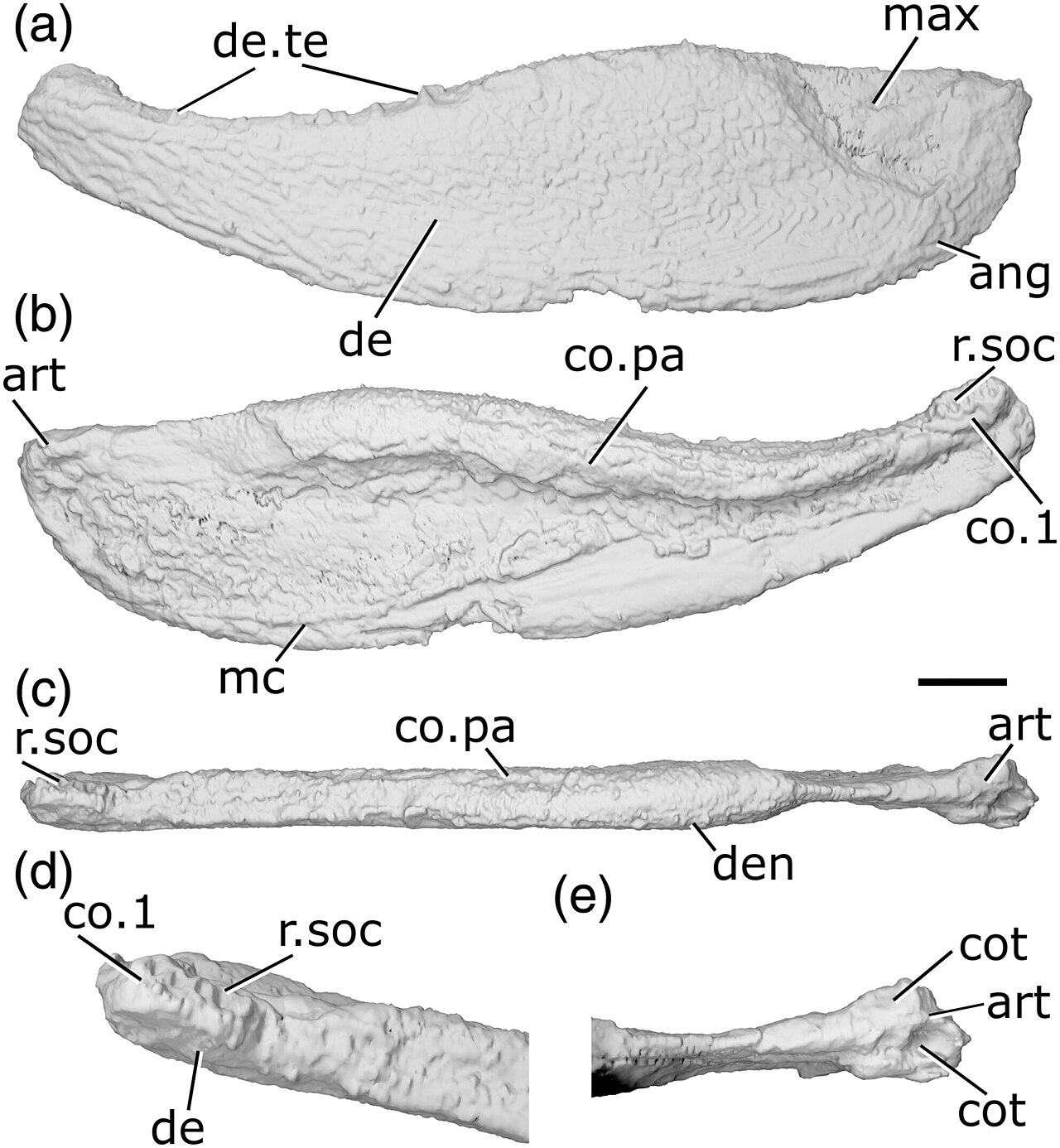 Actinopterygii