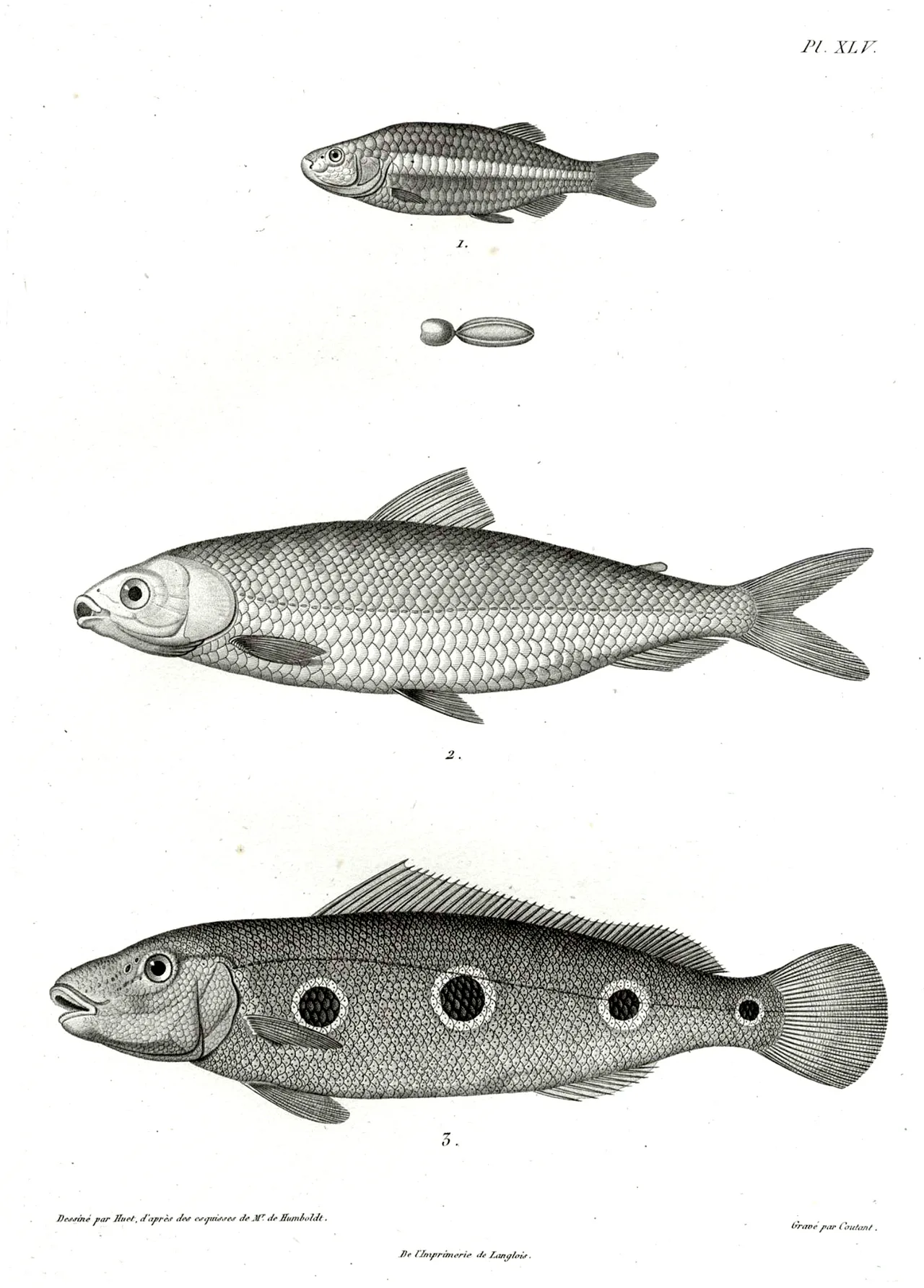 Actinopterygii