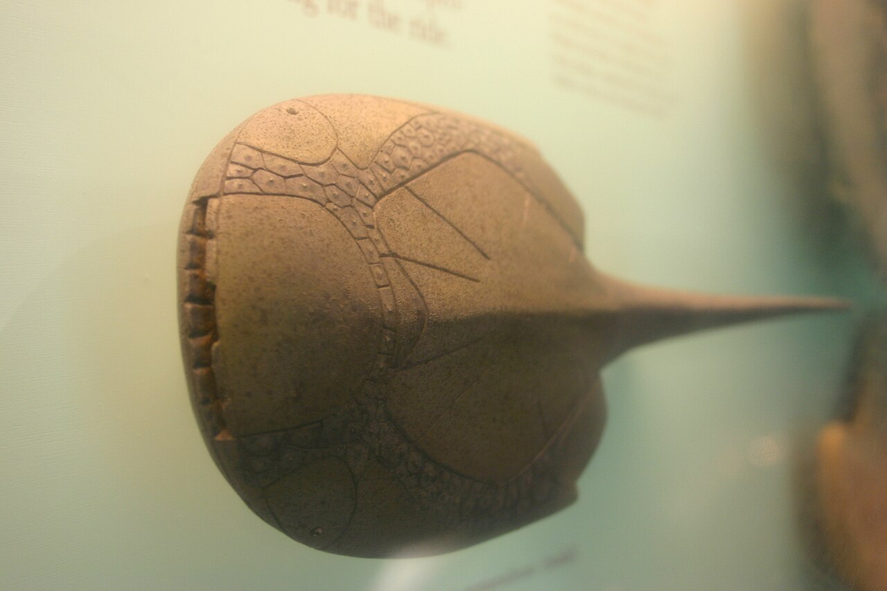 Agnatha