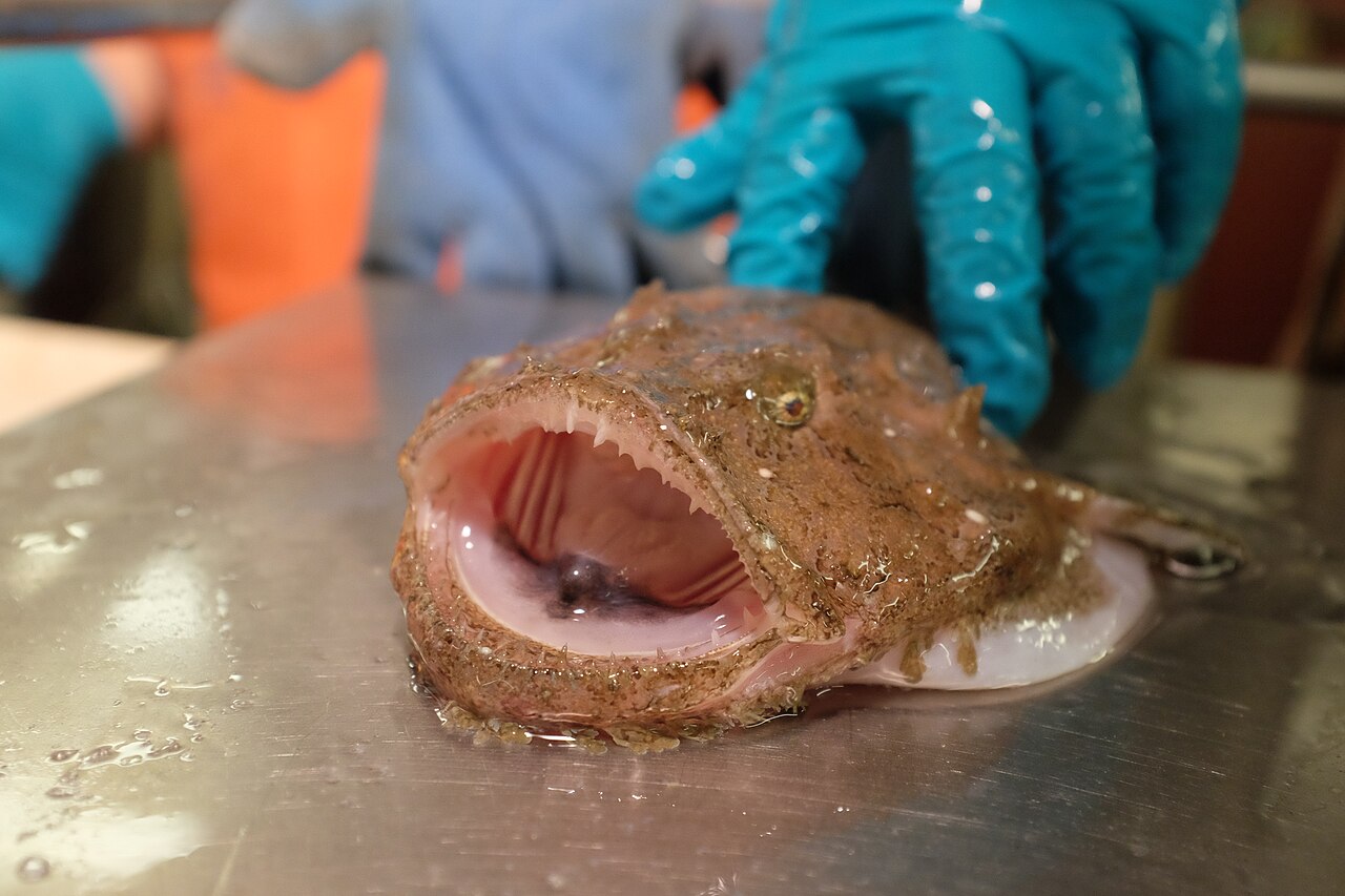 Anglerfish