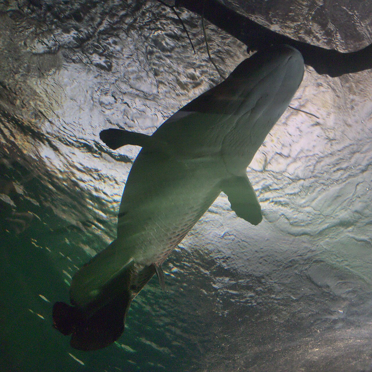 Arapaima
