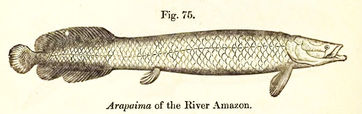 Arapaima