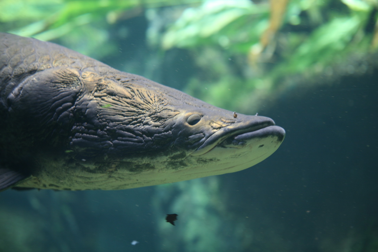Arapaima