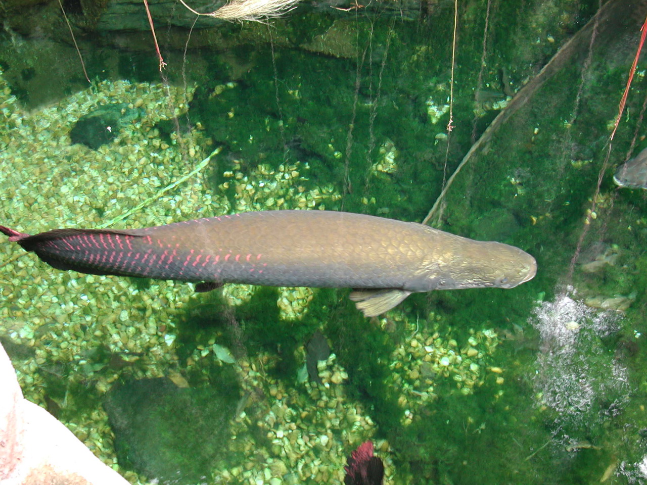 Arapaima