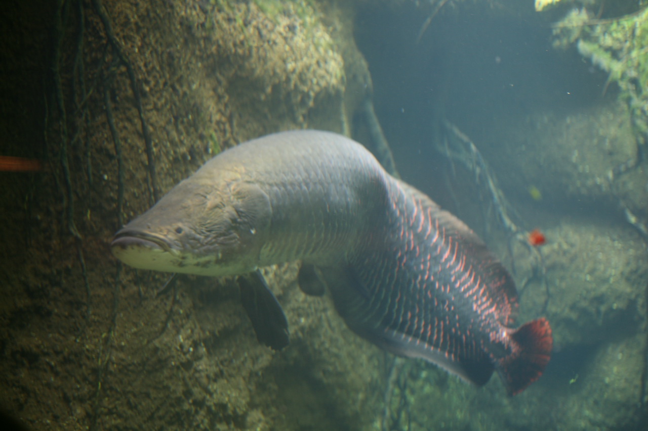 Arapaima