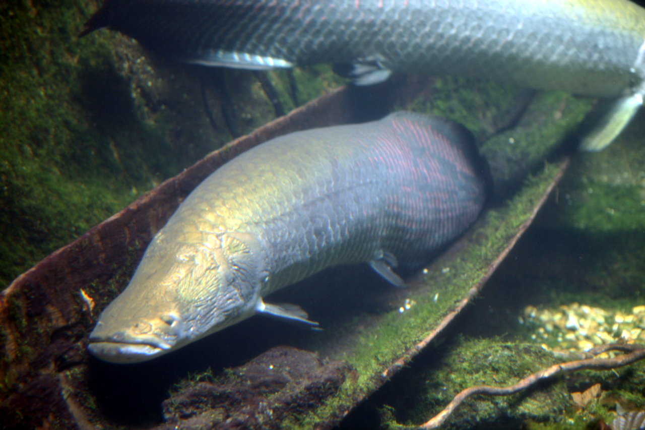 Arapaima