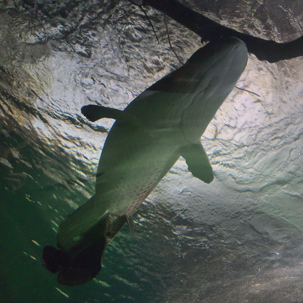 Arapaima
