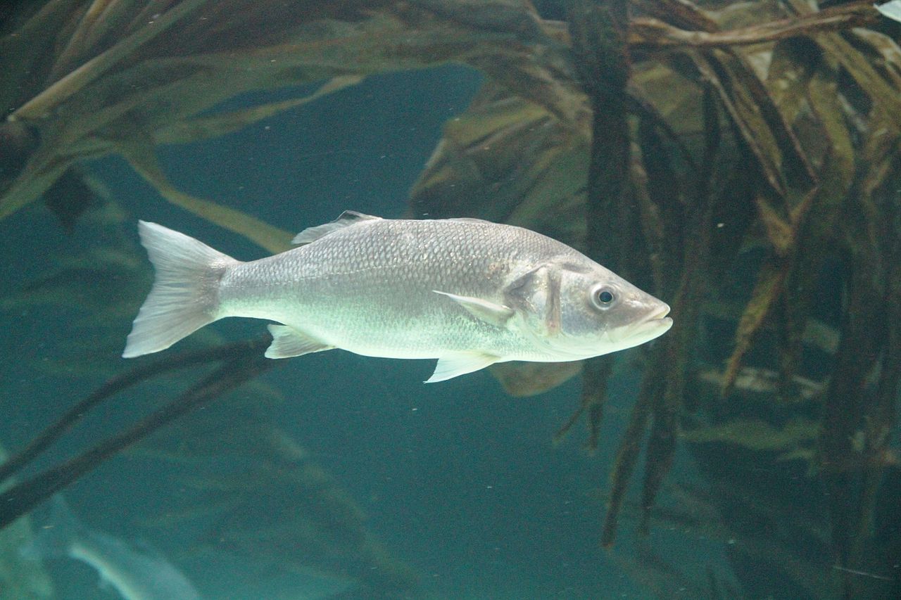 European seabass