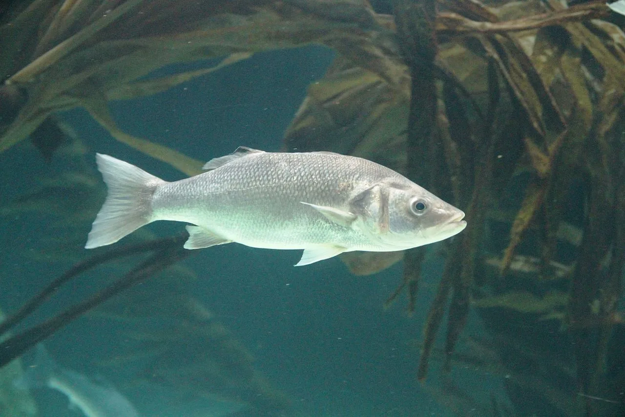 European seabass