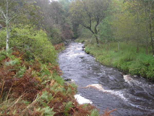 Gill