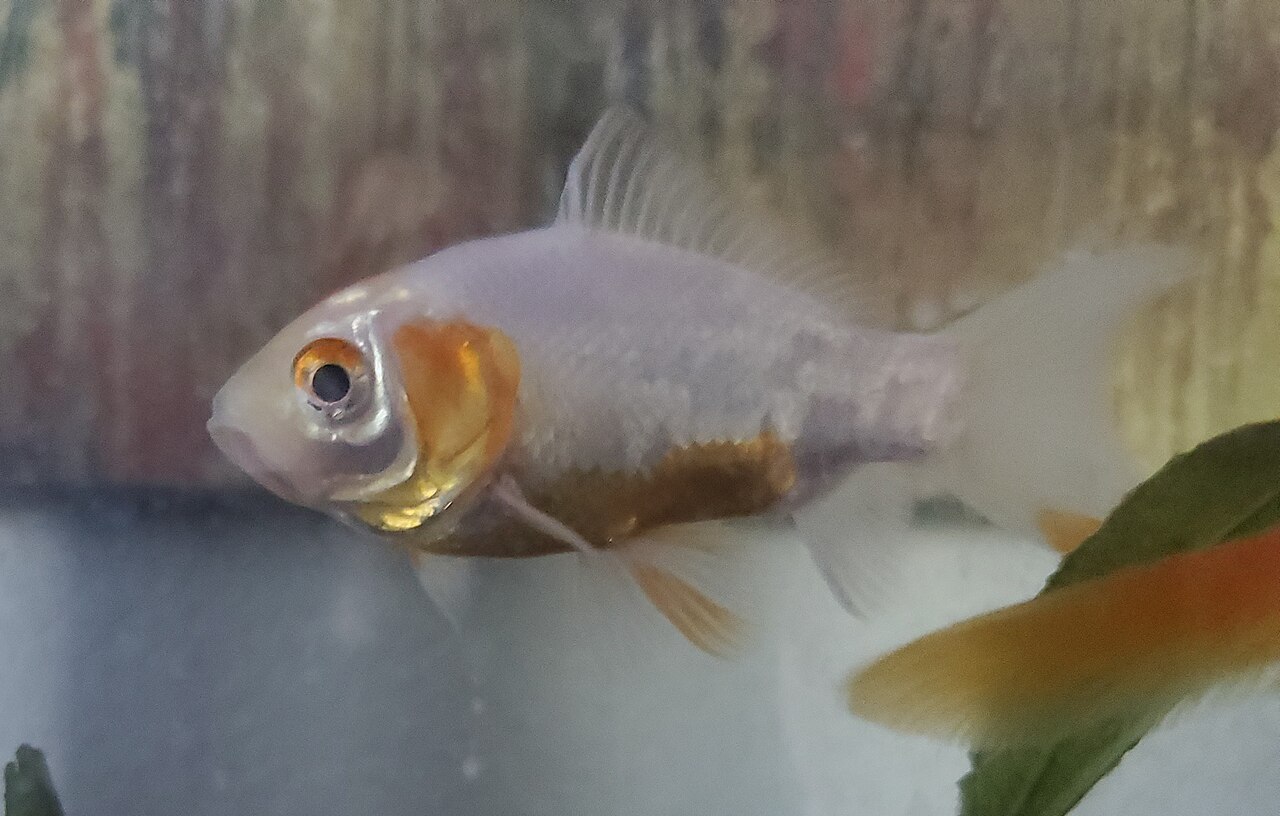 Goldfish