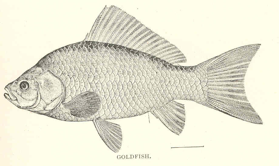 Goldfish