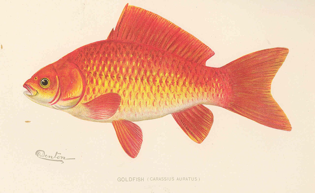 Goldfish