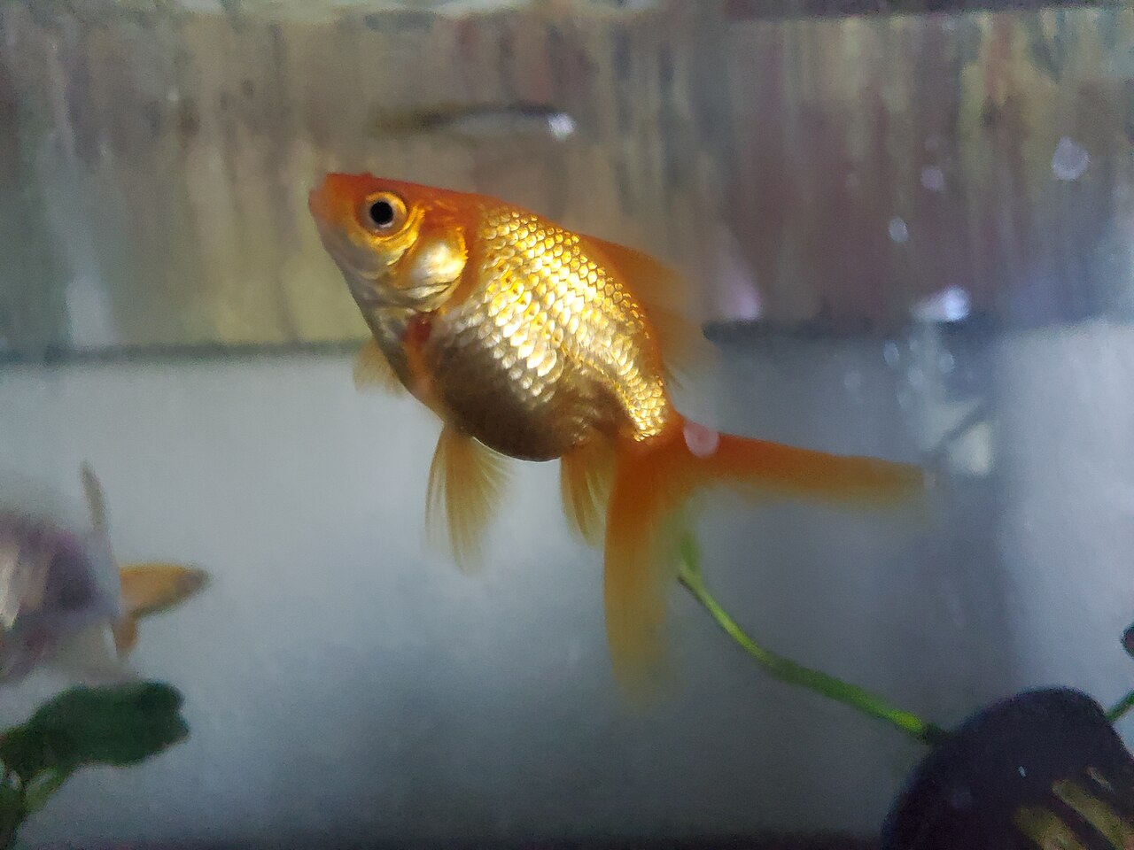 Goldfish