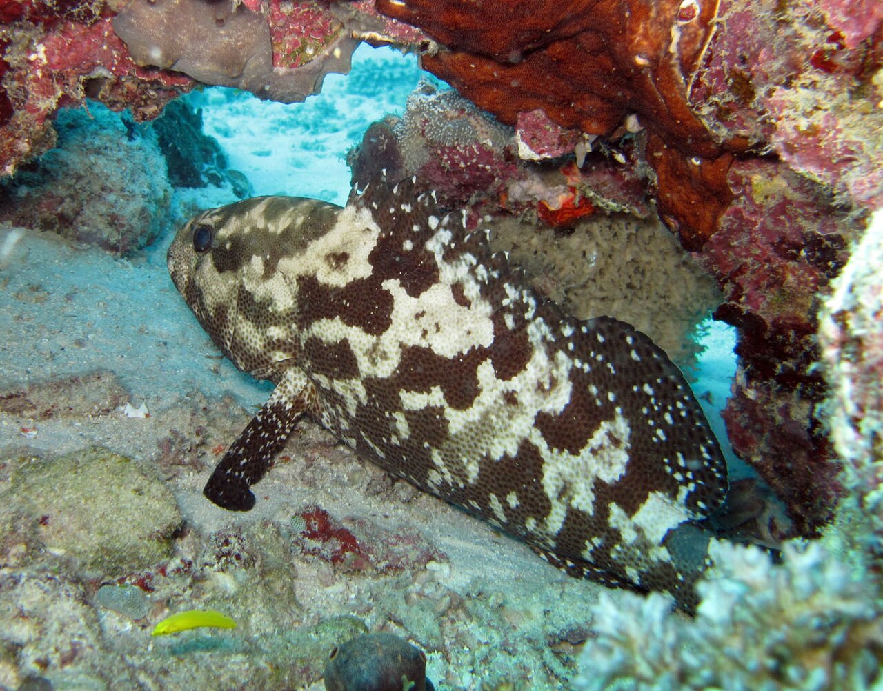 Grouper