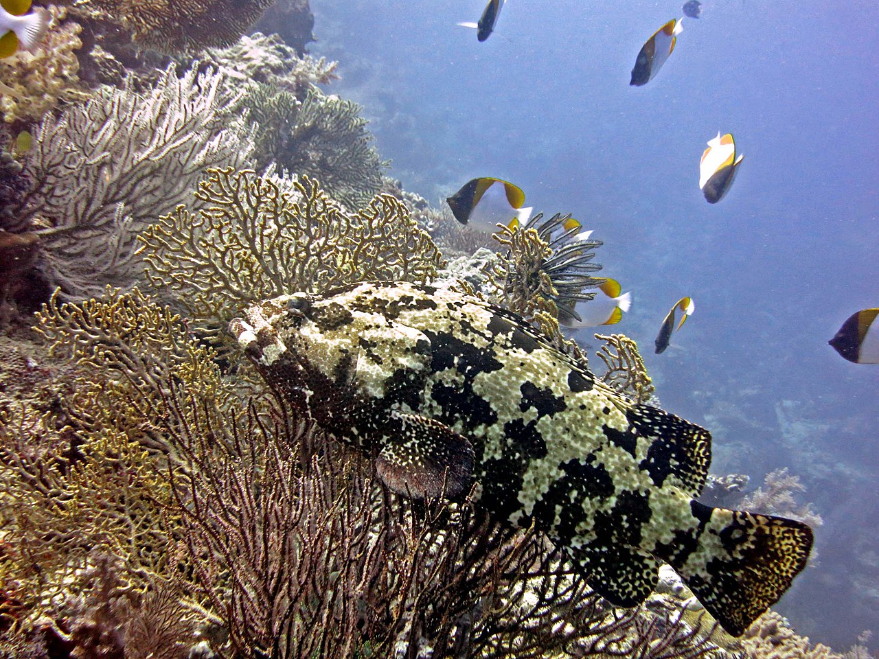 Grouper