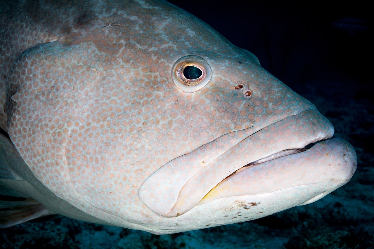 Grouper