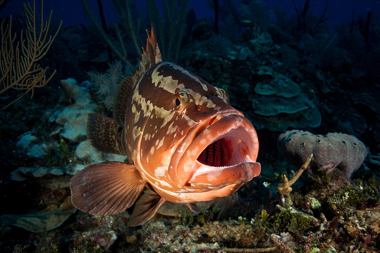 Grouper