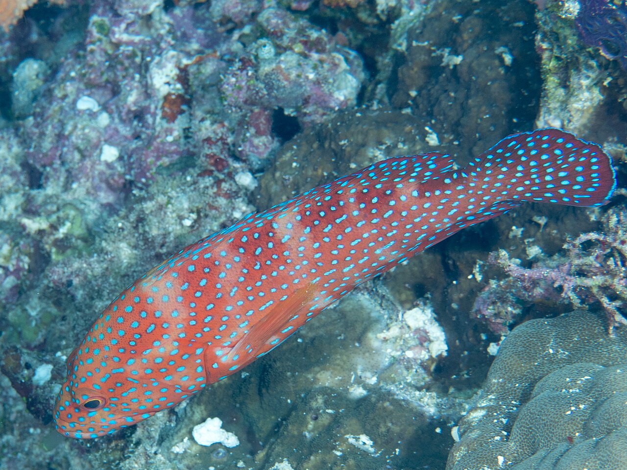 Grouper