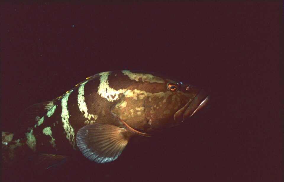 Grouper