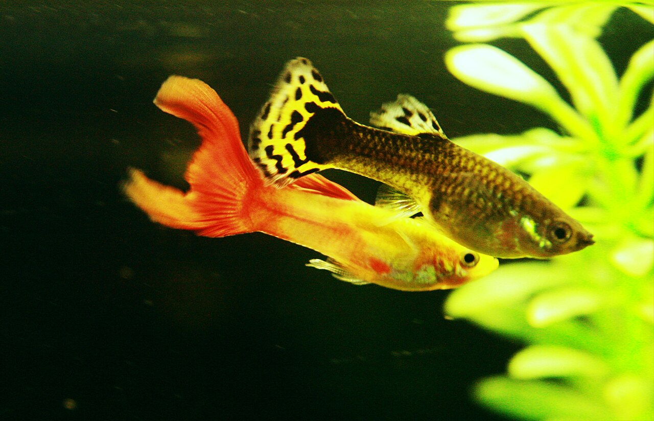 Guppy
