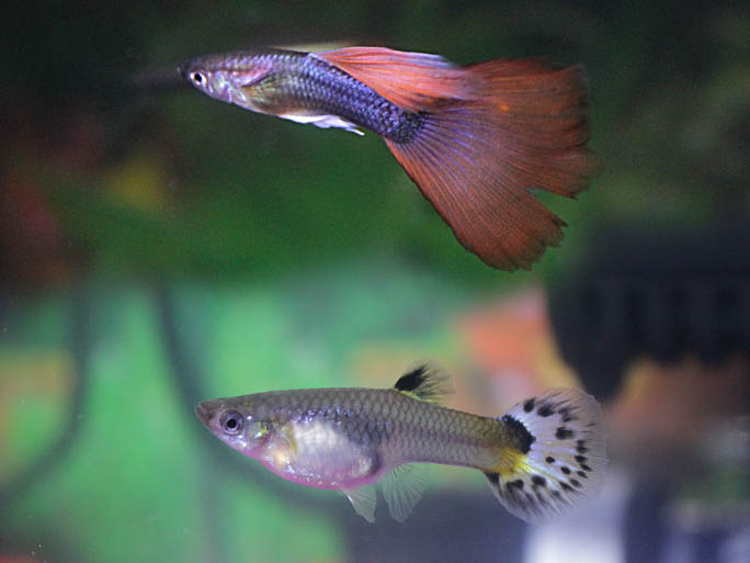 Guppy