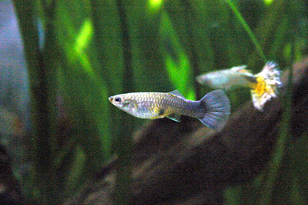 Guppy