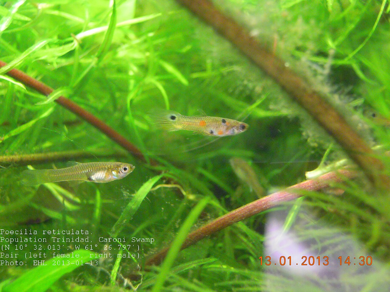Guppy