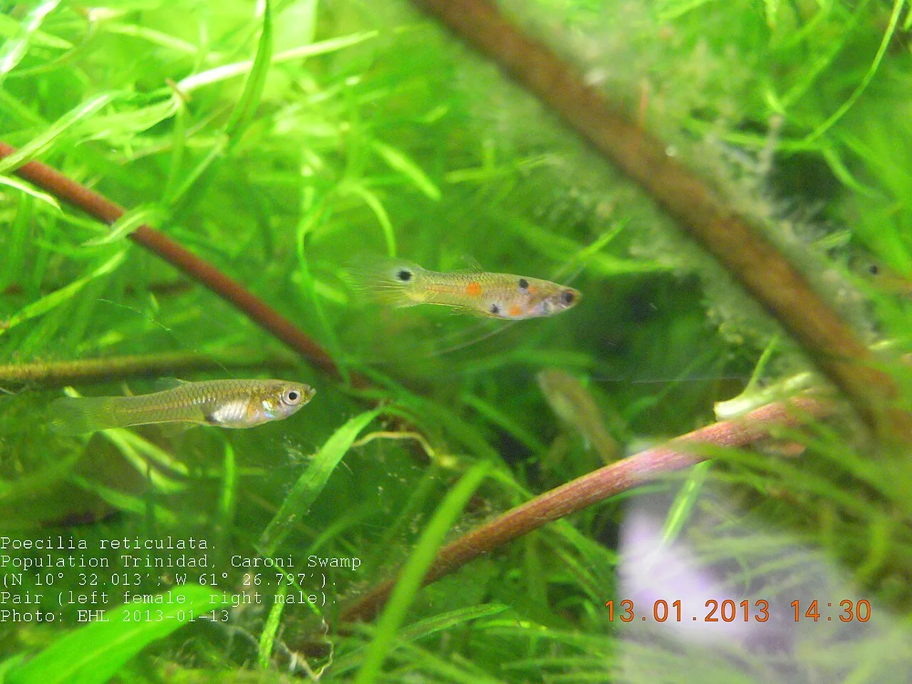 Guppy