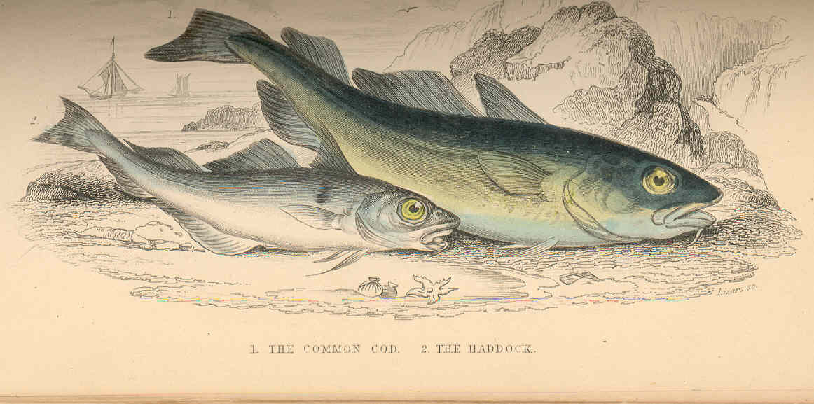 Haddock