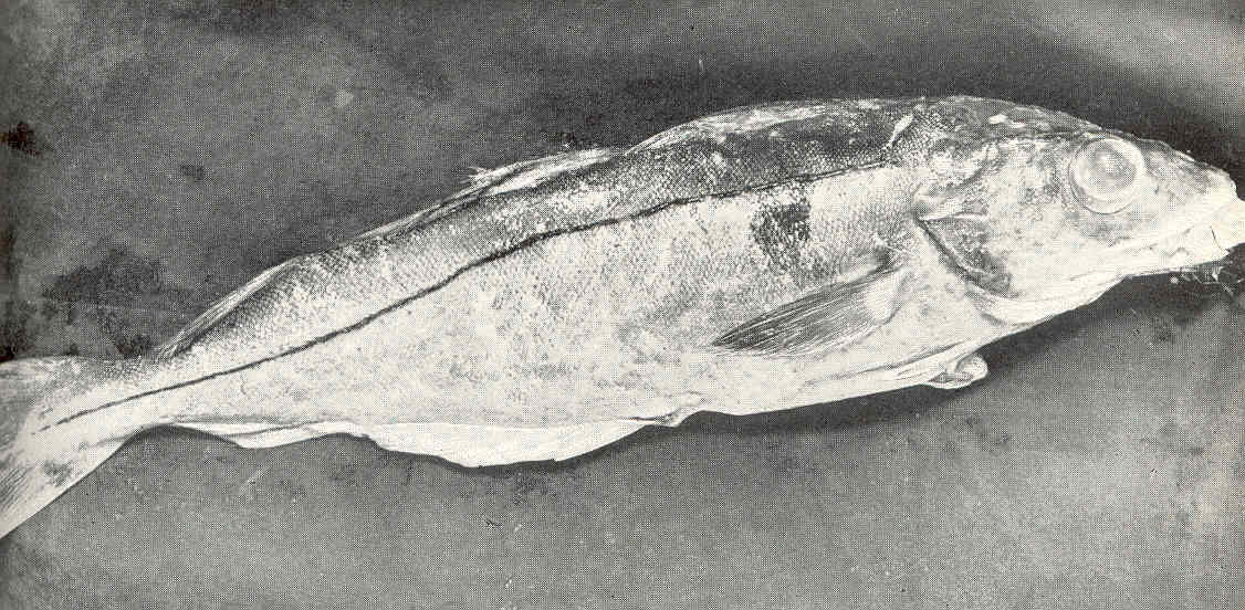 Haddock