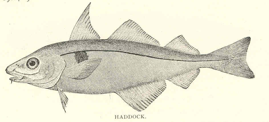 Haddock